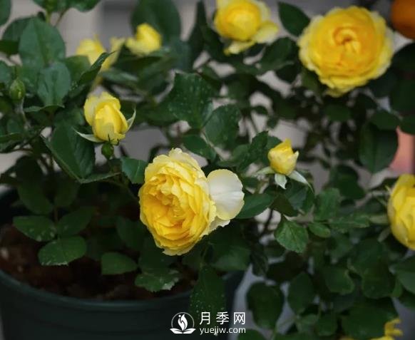 金丝雀月季适合在广州养的经典大花月季(图2)