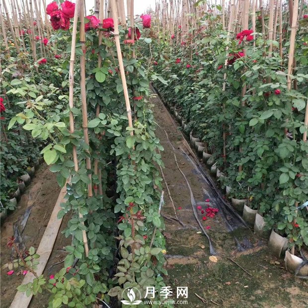 藤本月季需要你这样牵引