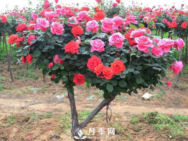 月季树装扮庭院四季赏花可好