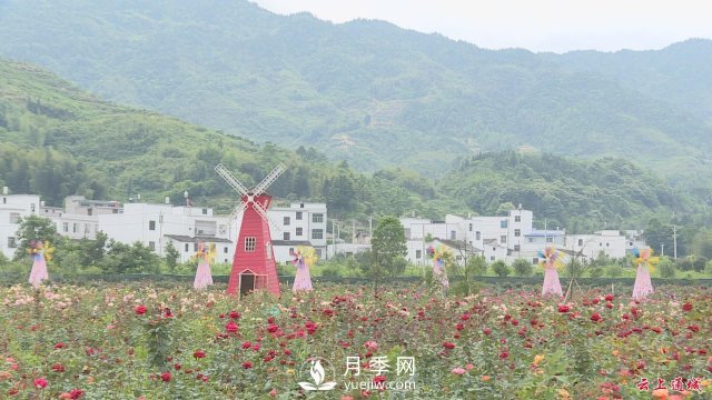 湖北通城：月季赏花经济打造美丽乡村新面貌(图4)