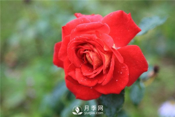 北京红月季，国月丰花月季推荐(图2)