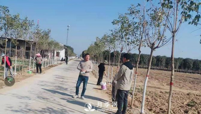 南阳鸭河：大力开展植树造林 建设生态宜居新区(图1)