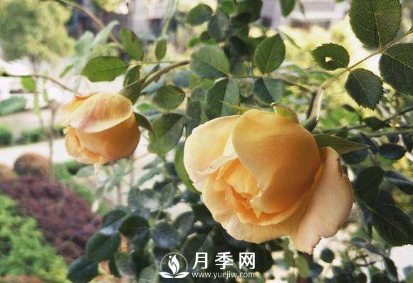 黄金庆典，艾莎，阳台党必入月季品种，大美花型和香味(图1)