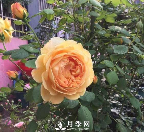 黄金庆典，艾莎，阳台党必入月季品种，大美花型和香味(图3)