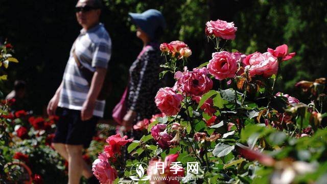 陶然亭公园胜春山房景区月季开放正当时(图3)