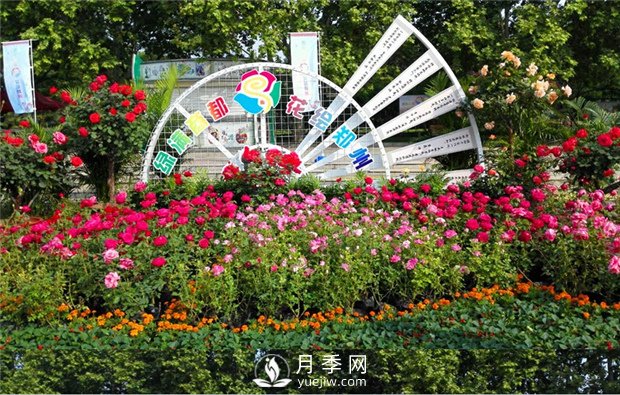 郑州市2015年第二十一届月季花展景观(图1)
