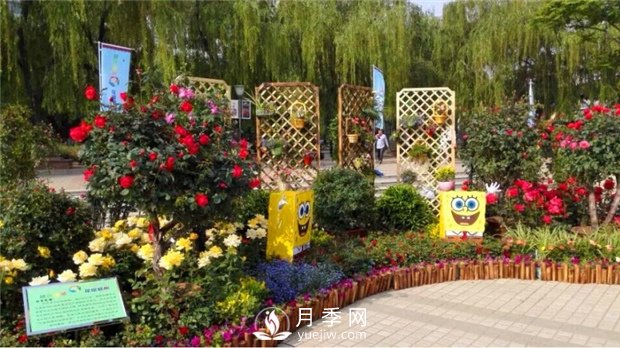 郑州市2015年第二十一届月季花展景观(图2)