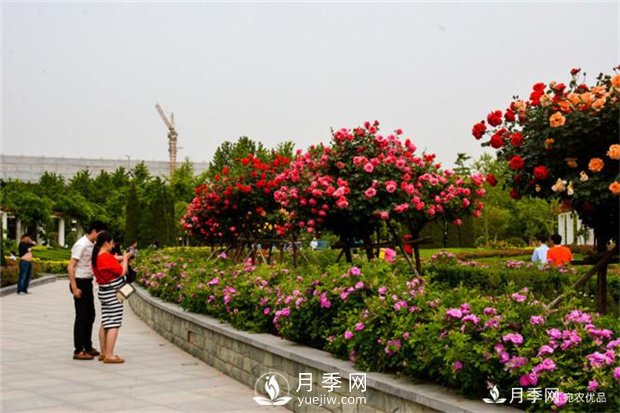 郑州市2016年第二十二届月季花展景观(图4)