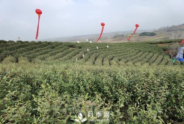 南阳桐柏：淮河源头产好茶 生态茶园美如画(图3)