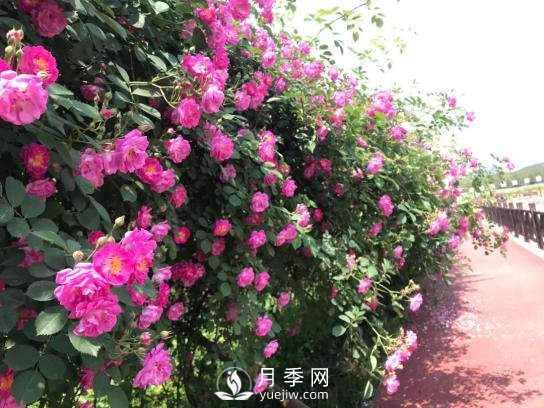 四川南充月季花海迎来1000㎡粉色沙滩，4月3日浪漫迎客(图6)