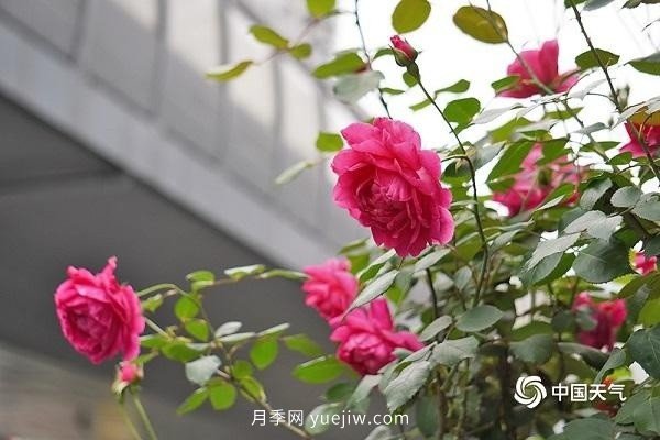 重庆街头月季盛开，扮靓山城四月景观(图4)