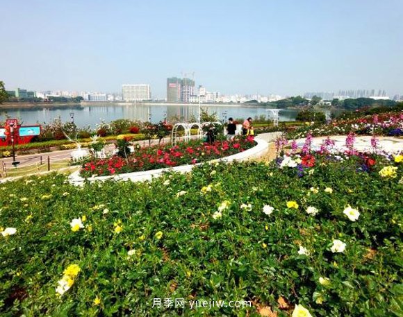 2021深圳4月份月季花观赏推荐地立新湖公园(图1)