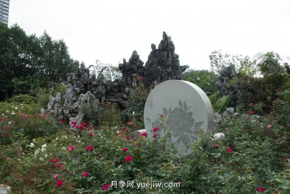 深圳人民公园要打造世界一流月季园(图4)