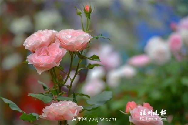 福州茶亭公园：最美月季速速赏 爱心故事慢慢品(图2)