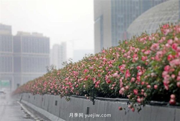 杭州高架月季进入开放期，花开引领杭州月季美景(图2)