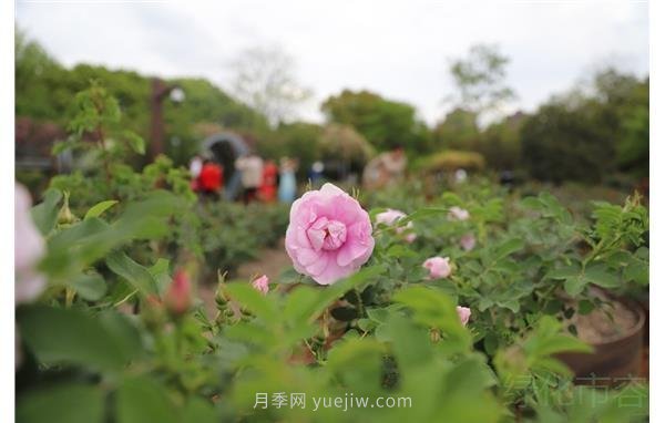 浓香月季绽放上海植物园(图1)