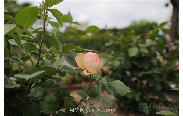 浓香月季绽放上海植物园(图2)