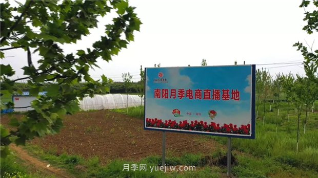 河南南阳：月季之乡新发展 月季花开产业红(图3)