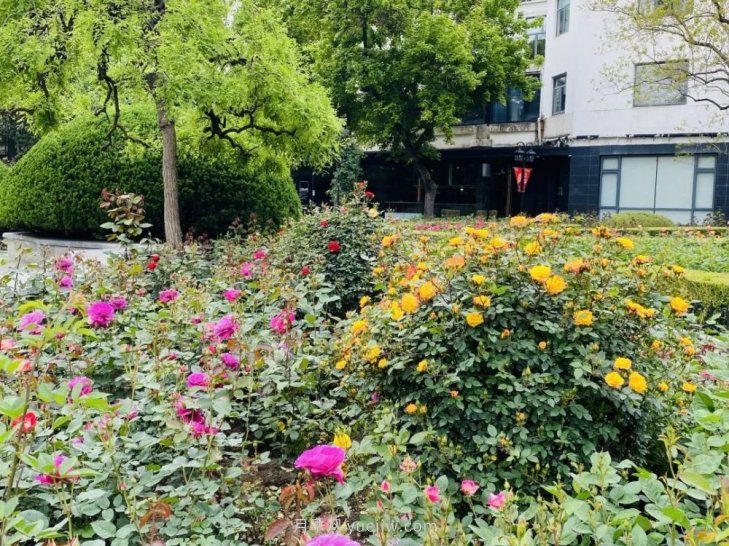 上海复兴公园月季园，月季花开献给市民的视觉盛宴(图5)