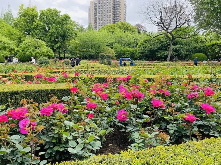 上海复兴公园月季园，月季花开献给市民的视觉盛宴(图3)