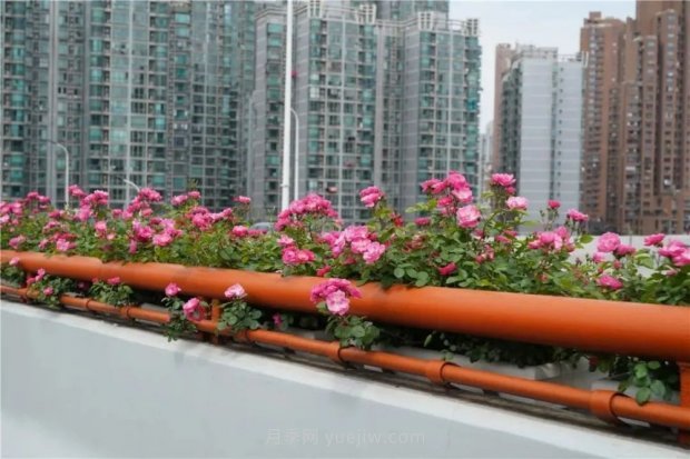 上海城市高架变“花路”，这些月季进入盛花期啦！(图4)