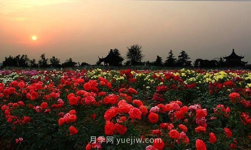 年产值25亿！中国月季八成南阳种植(图3)