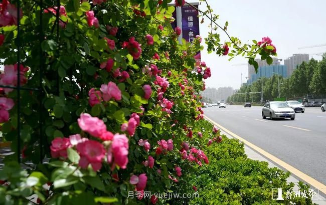 月季花开满城，最美郑州五月天（图册）(图5)