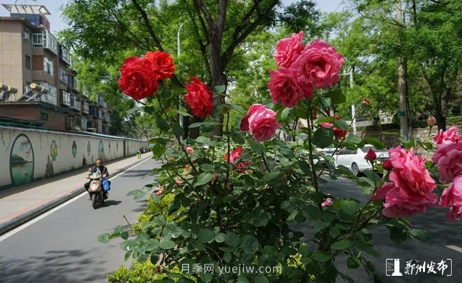 月季花开满城，最美郑州五月天（图册）(图6)