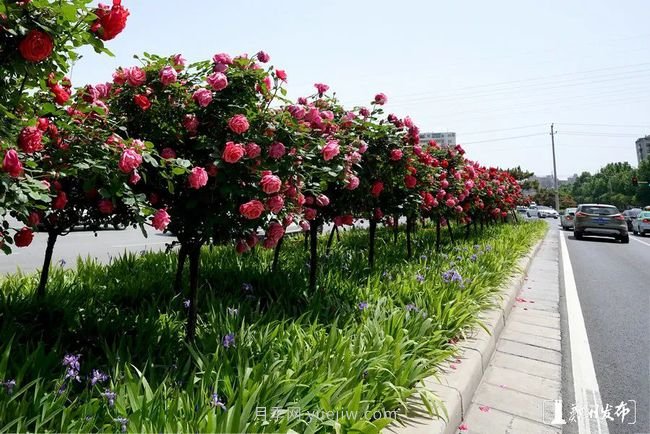 月季花开满城，最美郑州五月天（图册）(图7)