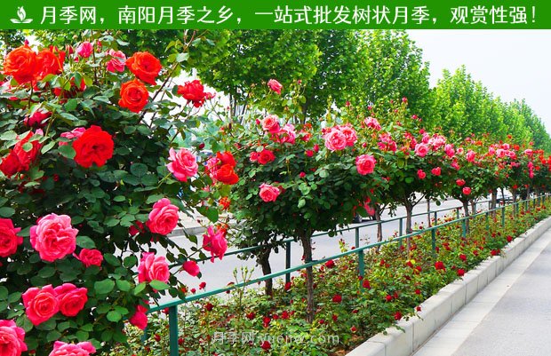 南阳树状月季成杭州“网红” 明年将开到上塘河和余杭塘河河畔(图1)