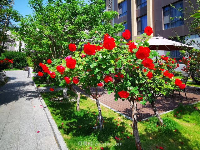 “玫瑰度假酒店”院里的玫瑰花有风味(图2)