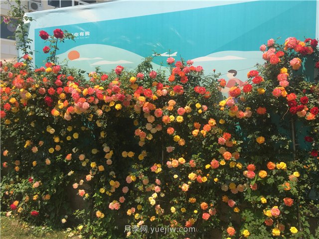 藤本月季构成青岛街头的美丽花墙(图3)