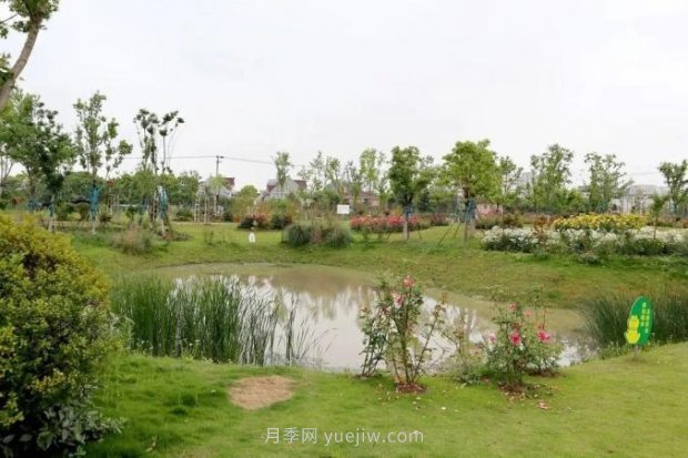 上海闵行区花好月园公园，万株月季怒放快来品(图2)