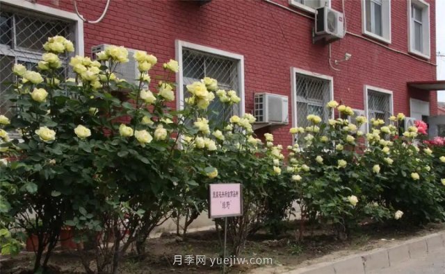 中国农业科学院自育月季品种竞相开放扮靓院区(图4)