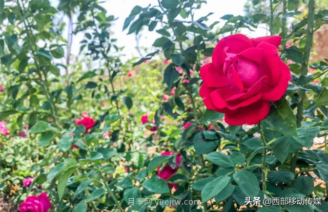 云南澄江百亩玫瑰美得不要不要的(图2)