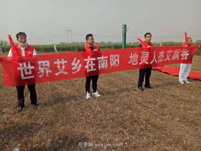 第二届道地“南阳艾”采收节在社旗县大冯营镇举办(图1)
