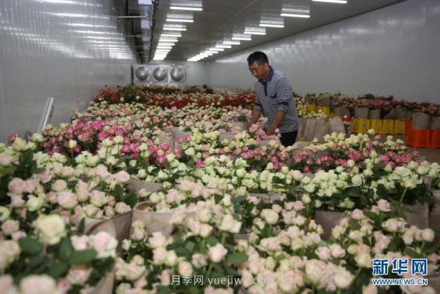 云南弥勒：花卉产业助力乡村振兴(图1)
