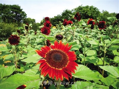 2021年郑州植物园向日葵花展，6万余株葵花向阳而开(图1)