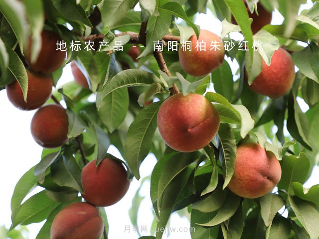 桐柏朱砂红桃(图2)