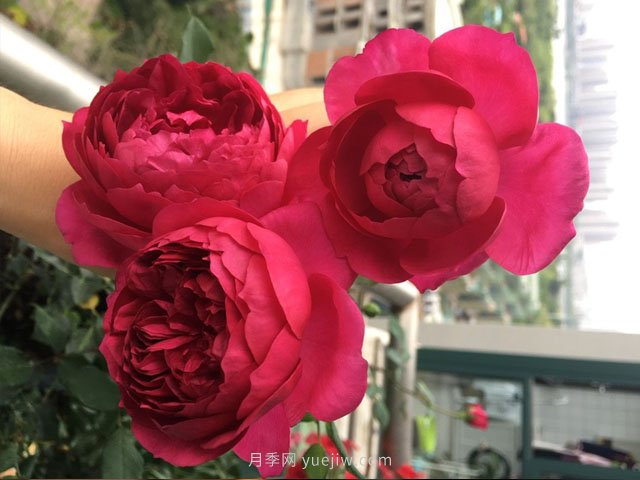 浓香型玫瑰月季——秋日胭脂(图1)