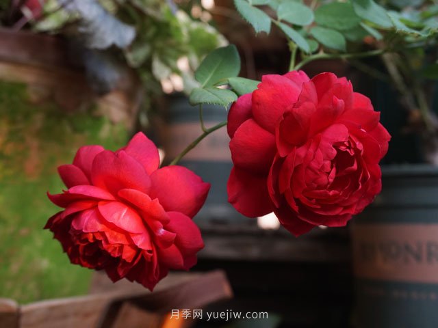 浓香型玫瑰月季——秋日胭脂(图2)