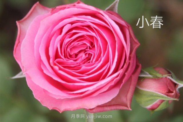 花型漂亮，8个友禅系列月季推荐(图4)