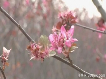 菏泽成武：千亩海棠反季节开花，逆袭深秋成一景
