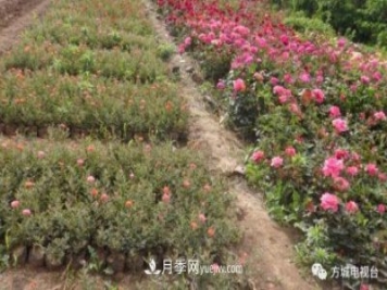 南阳方城县月季花卉苗木产业得到迅猛发展