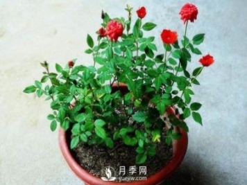 盆栽花卉哪些枝条需要修剪？