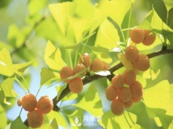 银杏树种植开发前景分析及栽培技术要点