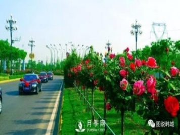 韩城丰泽月季园 花卉产业竞风流