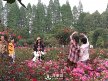 武汉青山和平公园月季花园
