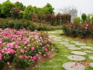 武汉满街月季开放，近百座公园进入盛花期
