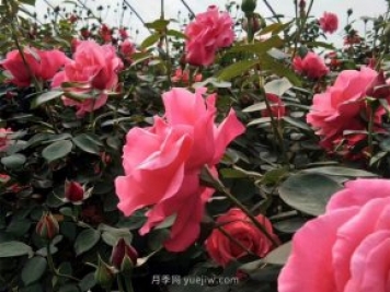北京街头万千姿态的月季花，你喜欢哪一个